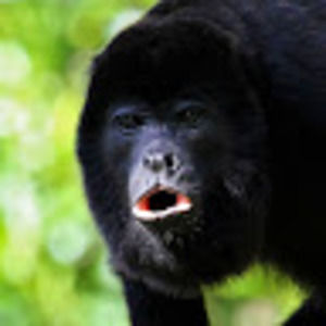 Meet your Posher, Albert